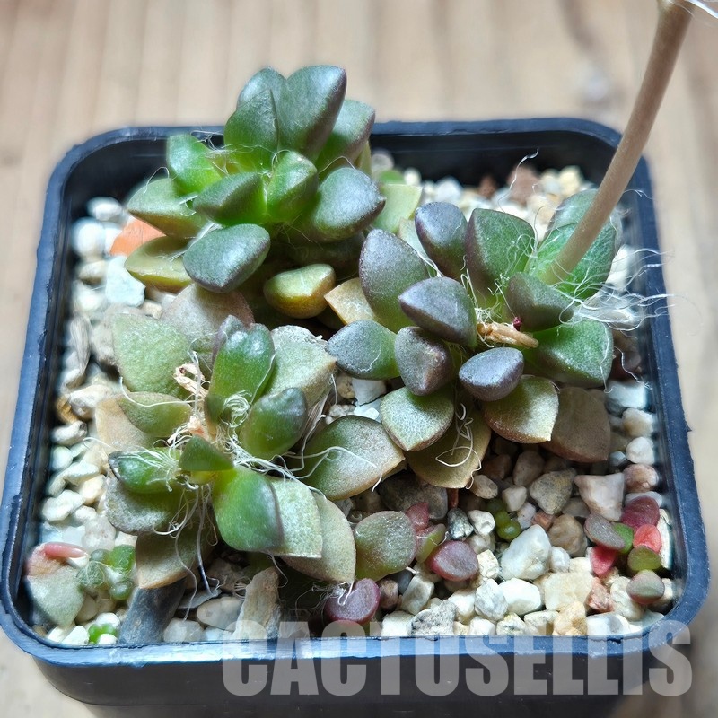 VVG36318 Anacampseros retusa -Steinkopf- 3 plants seedling