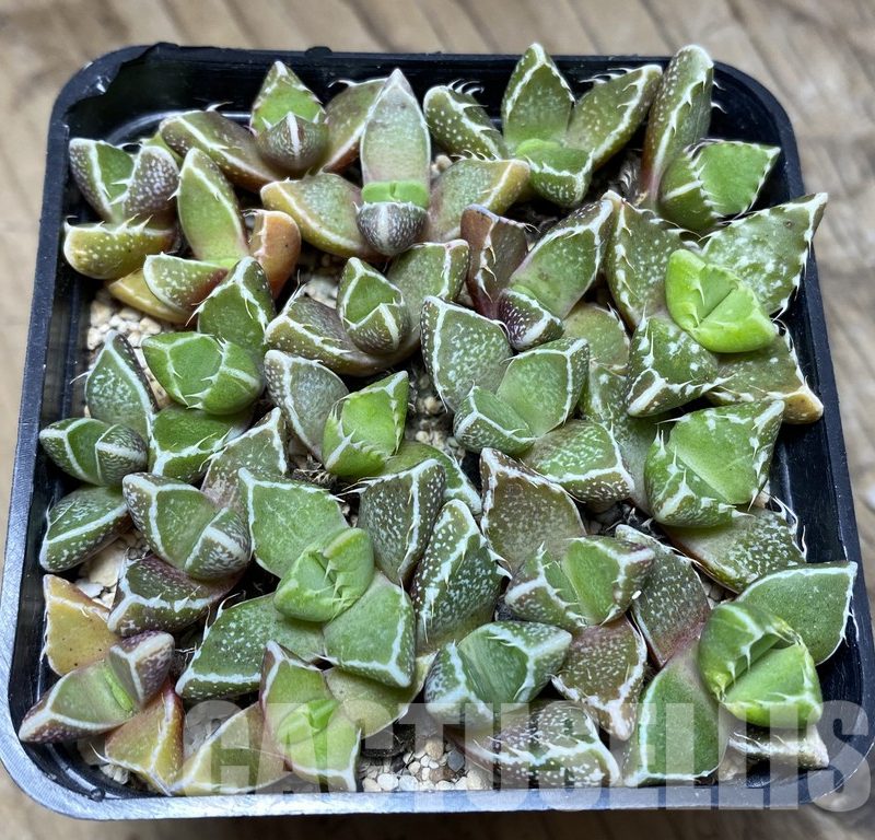 VVG36936 Faucaria tuberculosa seedling mix