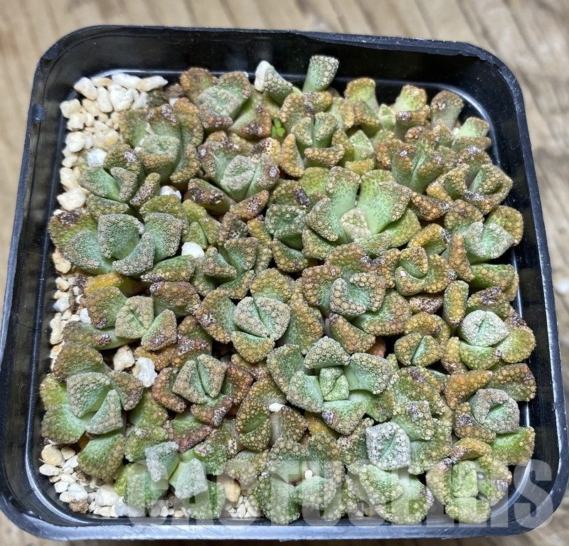 VVG36937 Titanopsis calcarea -25 km Brandvlei - seedling mix