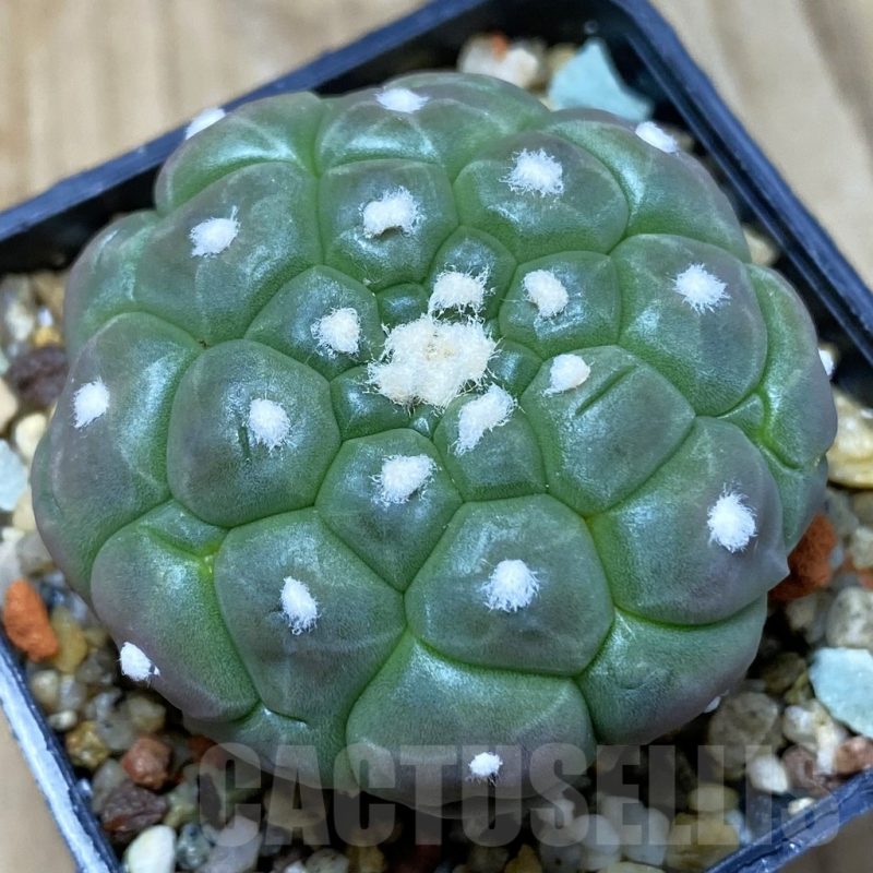 VVG5198 Astrophytum asterias ‘Kikko Lizard Skin’