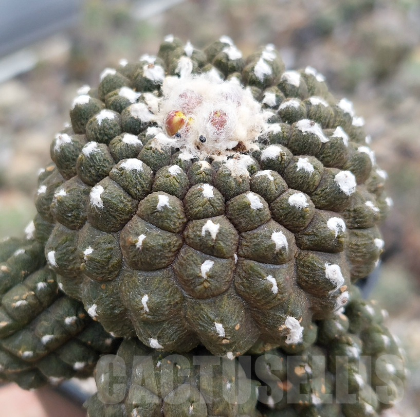LOT866 50 SEEDS Copiapoa hypogaea 'Lizard Skin' 2024 - Зображення 2