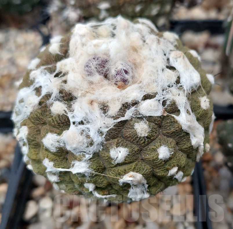 LOT866 50 SEEDS Copiapoa hypogaea 'Lizard Skin' 2024 - Зображення 3