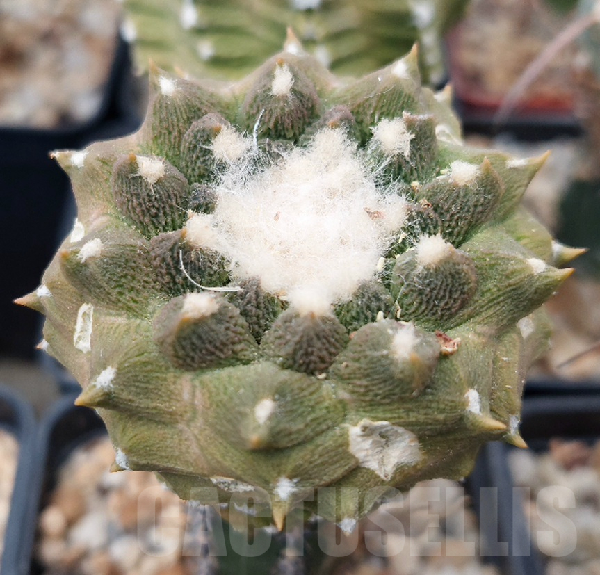 LOT866 50 SEEDS Copiapoa hypogaea 'Lizard Skin' 2024 - Зображення 4