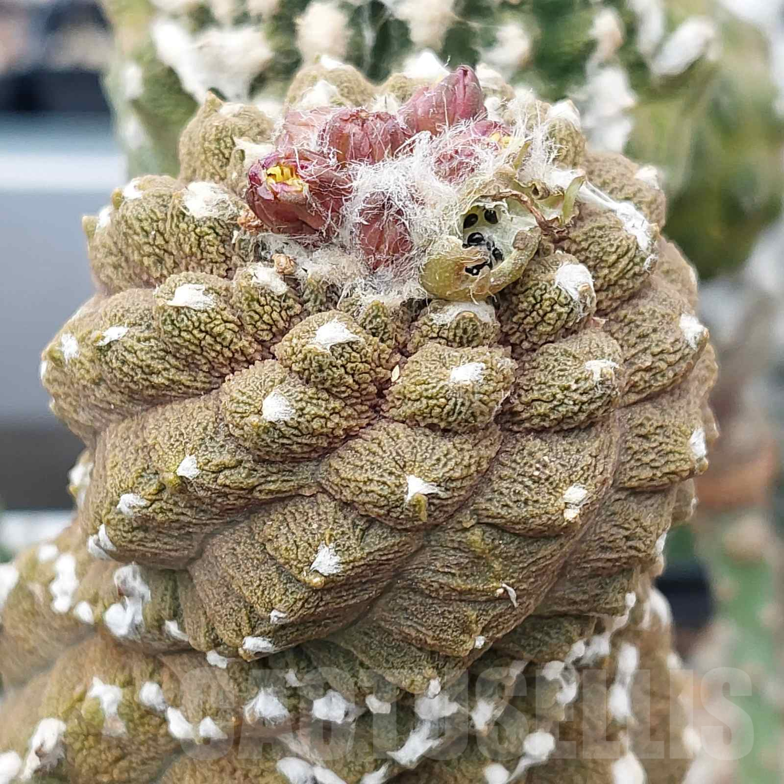 LOT866 50 SEEDS Copiapoa hypogaea 'Lizard Skin' 2024 - Зображення 5