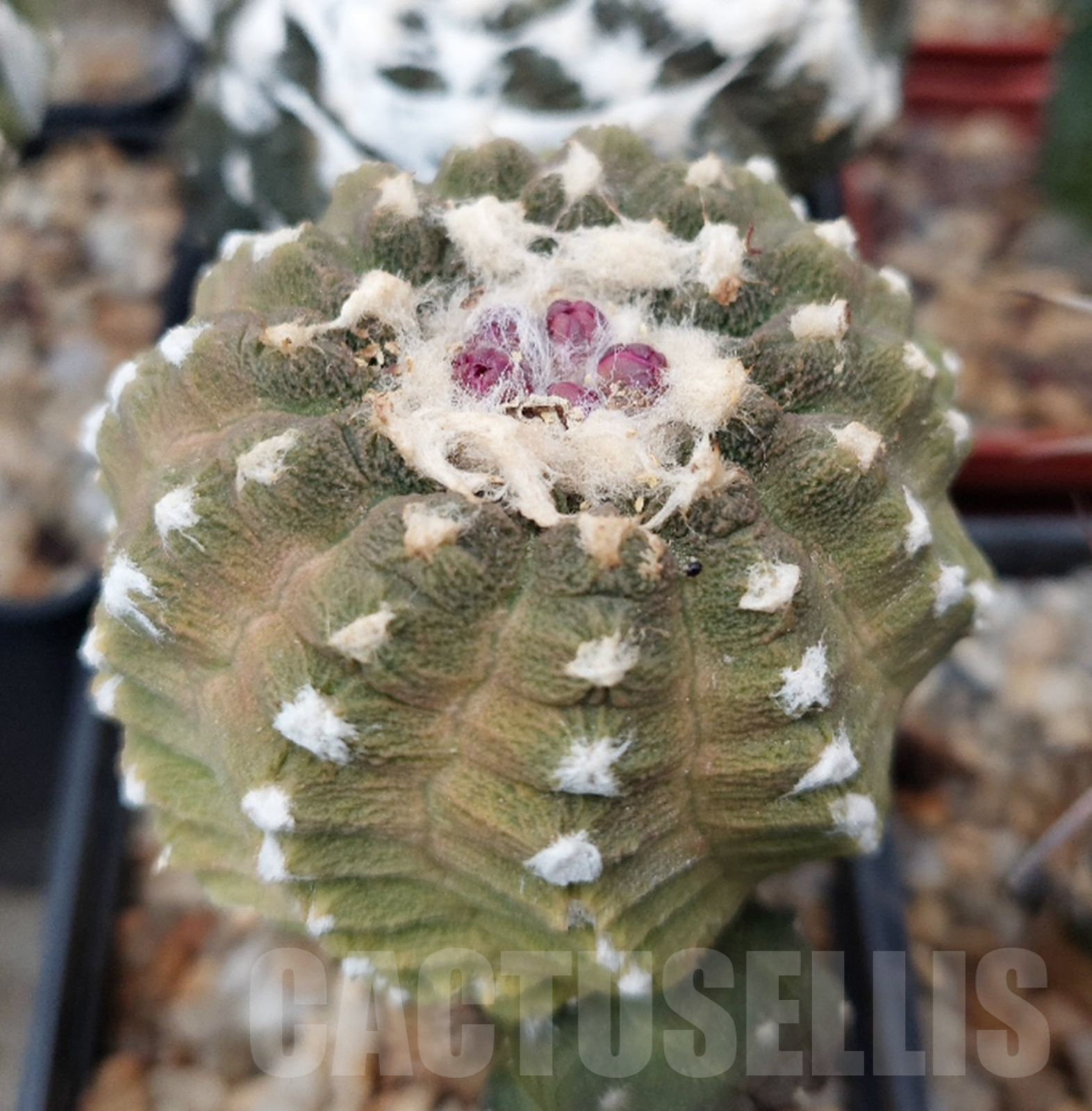 LOT866 50 SEEDS Copiapoa hypogaea 'Lizard Skin' 2024 - Зображення 6