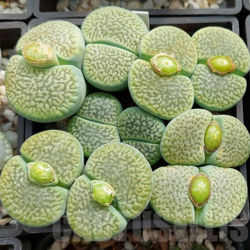 LOT733 20 SEEDS Lithops hookeri ‘ Anna Rosa’ 2025