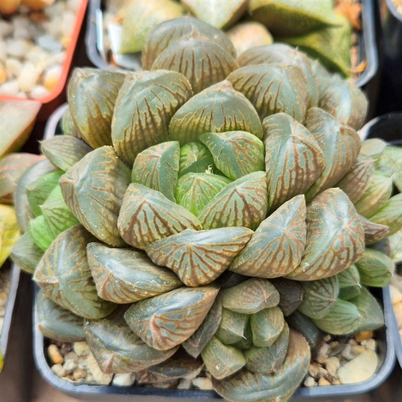 SH26488 Haworthia obtusa hybrid -Japan-