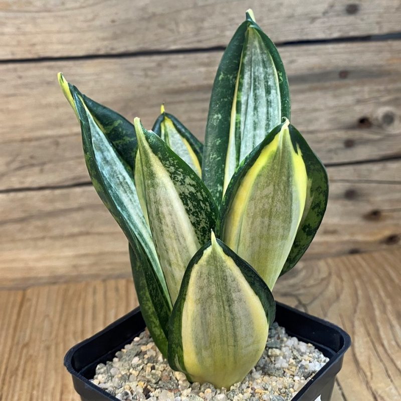 SH27543 Sansevieria 'Hahnii zebra'