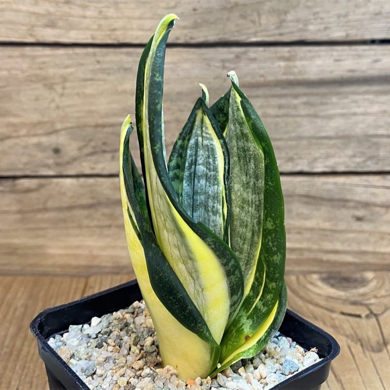 SH27544 Sansevieria 'Hahnii zebra'