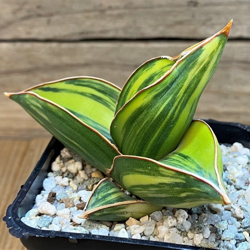 SH27545 Sansevieria 'Samurai Dwarf' f. variegata