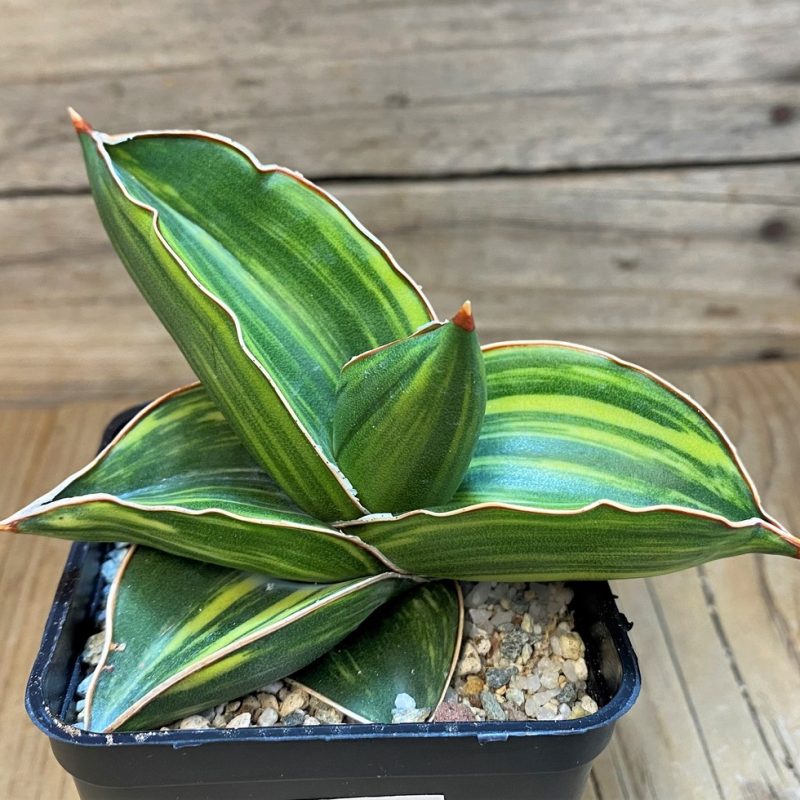 SH27546 Sansevieria 'Samurai Dwarf' f. variegata