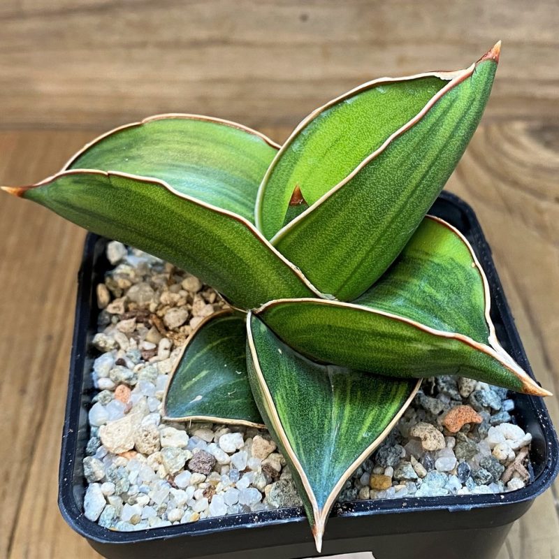 SH27547 Sansevieria 'Samurai Dwarf' f. variegata
