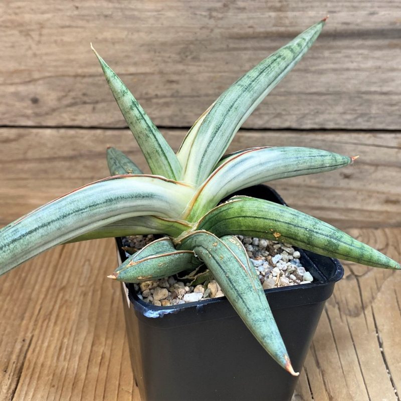 SH27549 Sansevieria 'Silver Clone'
