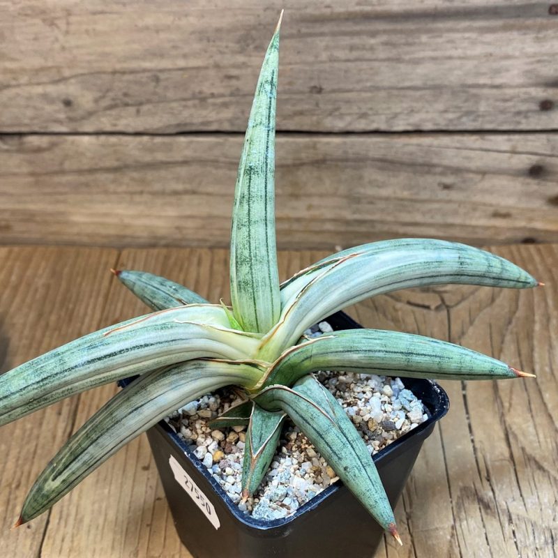 SH27550 Sansevieria 'Silver Clone'