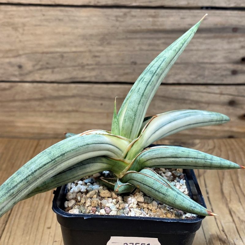 SH27551 Sansevieria 'Silver Clone'