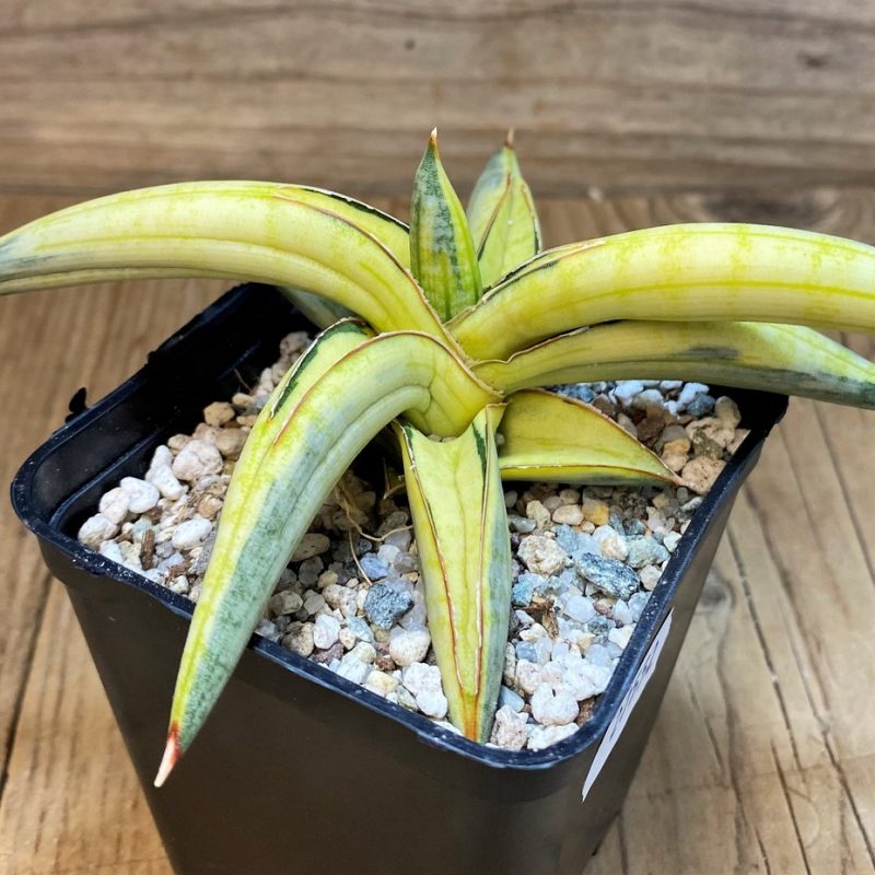 SH27552 Sansevieria 'Blue Clone Yellow'