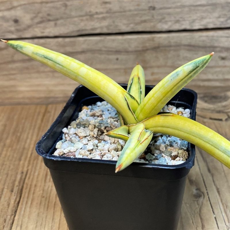 SH27553 Sansevieria 'Blue Clone Yellow'