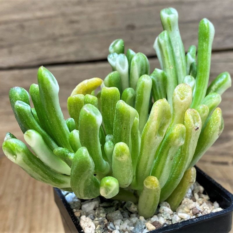 SH27512 Crassula ovata 'Gollum' f. variegata