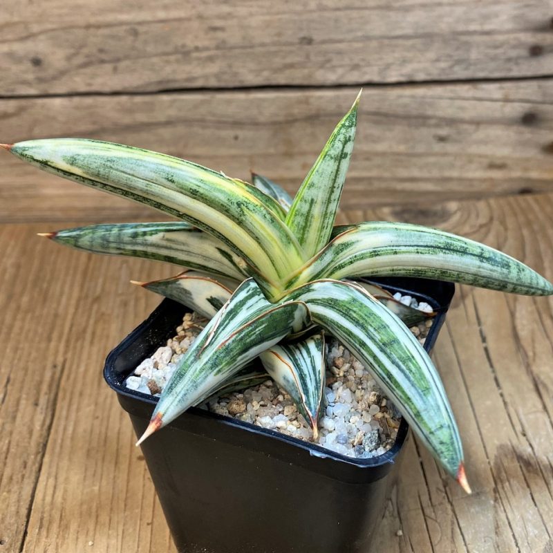 SH27555 Sansevieria 'Blue Clone'