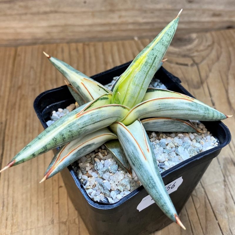 SH27556 Sansevieria 'Blue Clone'