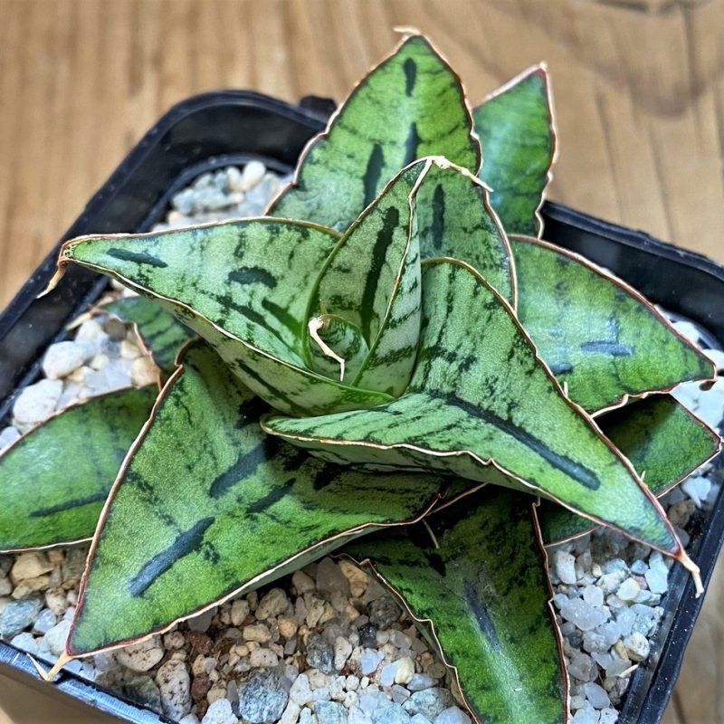 SH27557 Sansevieria 'Kaisar' hybrid