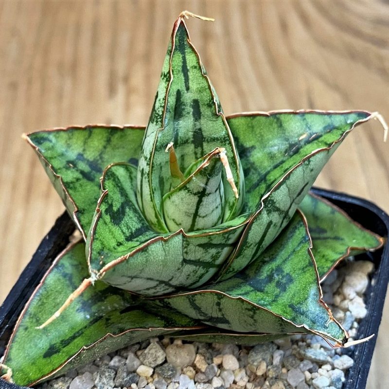 SH27558 Sansevieria 'Kaisar' hybrid