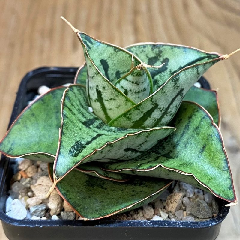 SH27559 Sansevieria 'Kaisar' hybrid