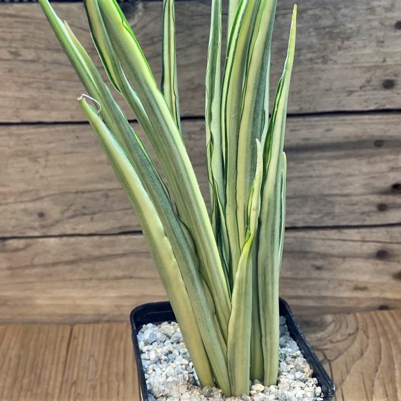 SH27561 Sansevieria 'Parva Lancet'