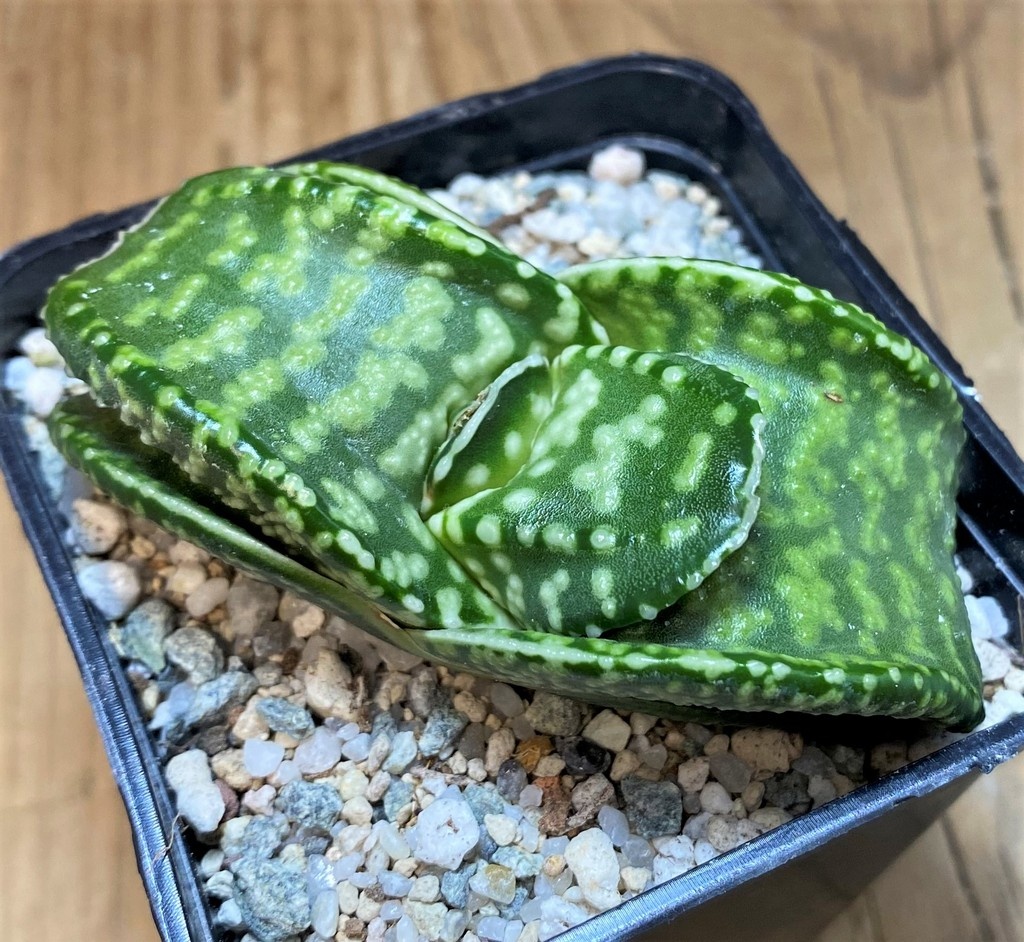 SH27517 Gasteria 'Tiger Spot' - Image 2