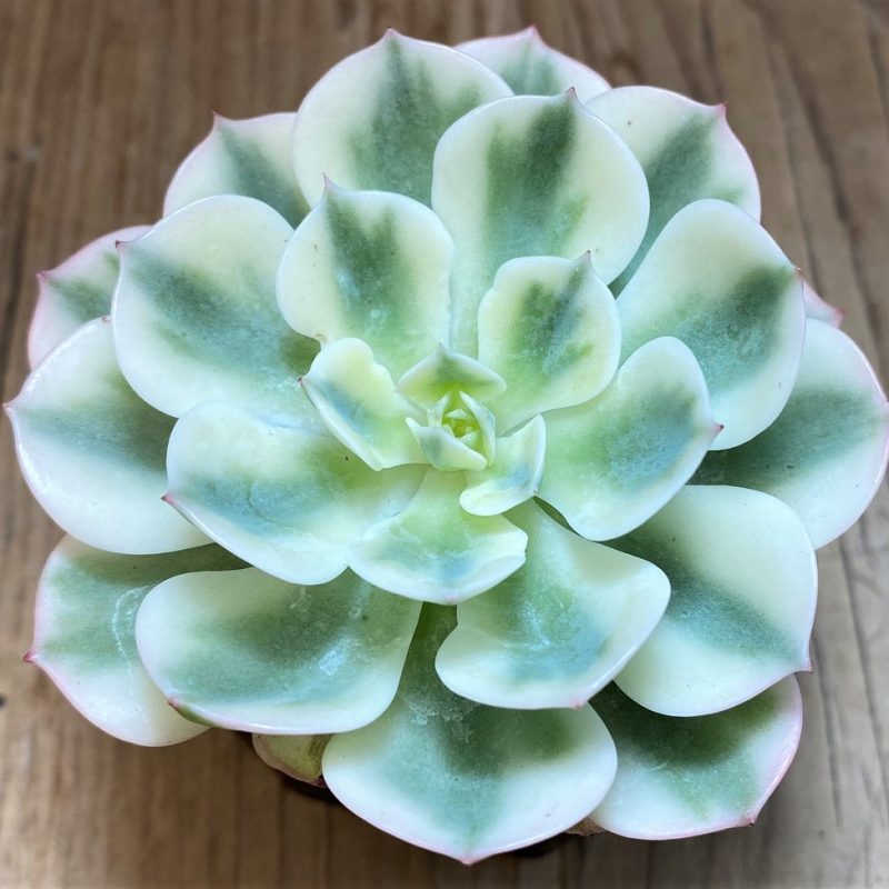 SH27508 Echeveria 'Compton Carousel'