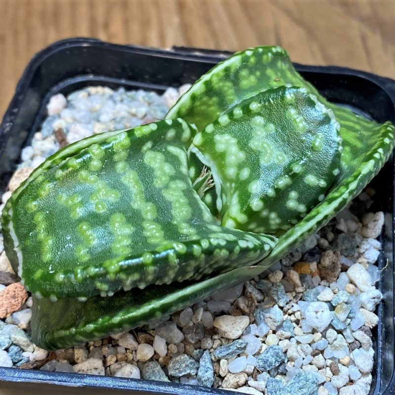 SH27517 Gasteria 'Tiger Spot'