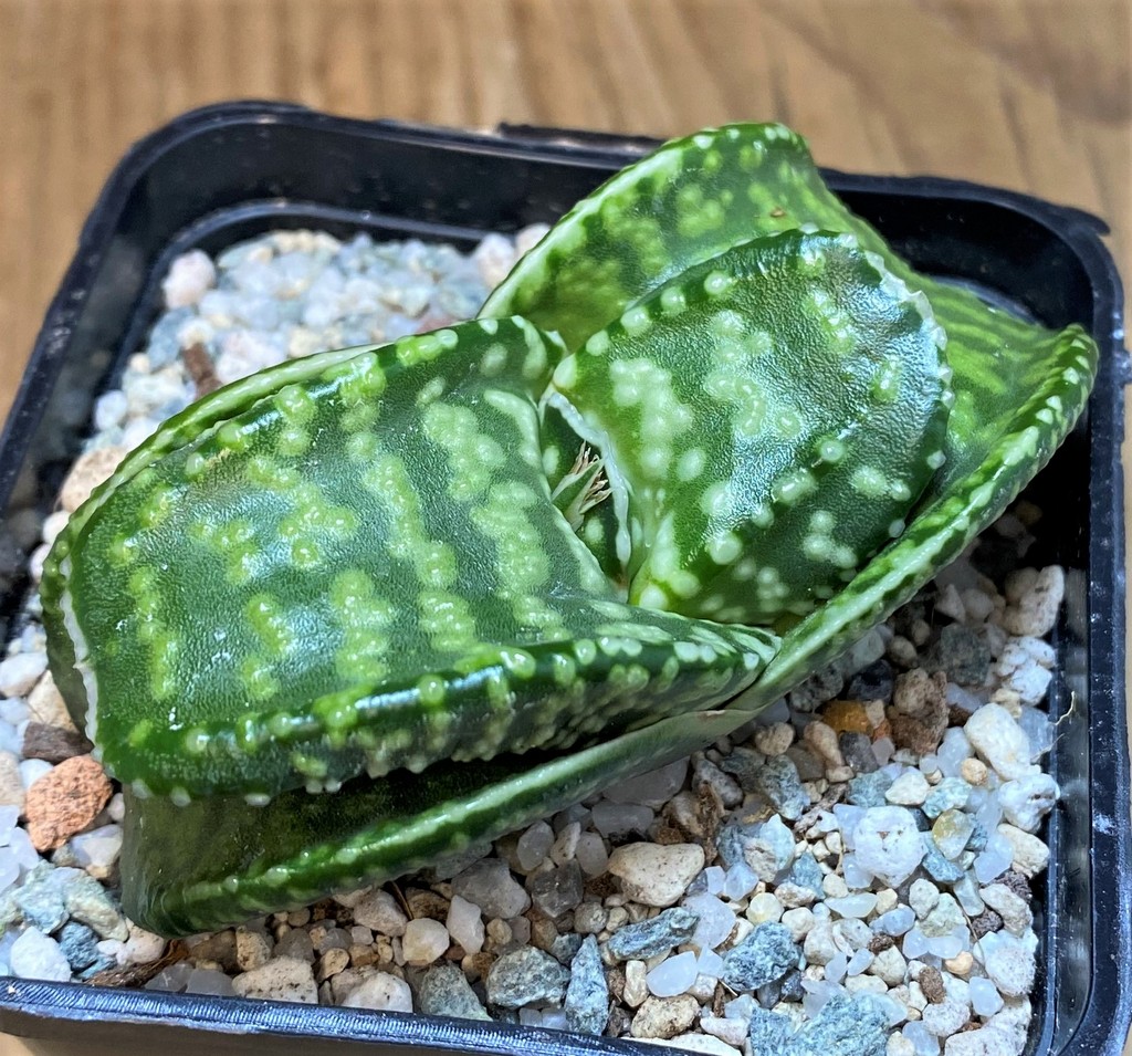 SH27517 Gasteria 'Tiger Spot'