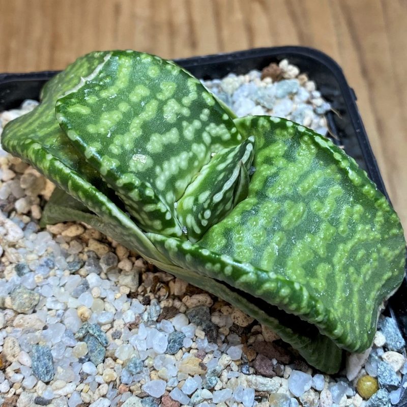 SH27518 Gasteria 'Tiger Spot'