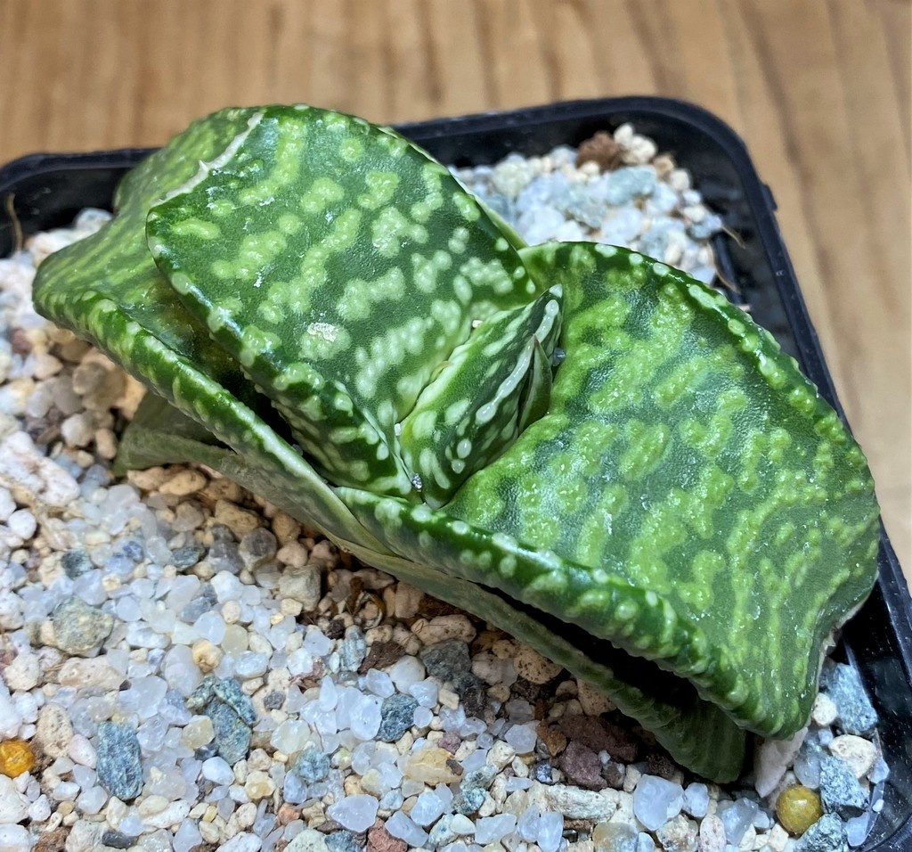 SH27518 Gasteria 'Tiger Spot'