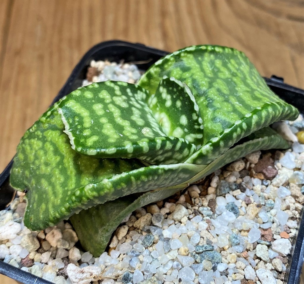 SH27518 Gasteria 'Tiger Spot' - Image 2