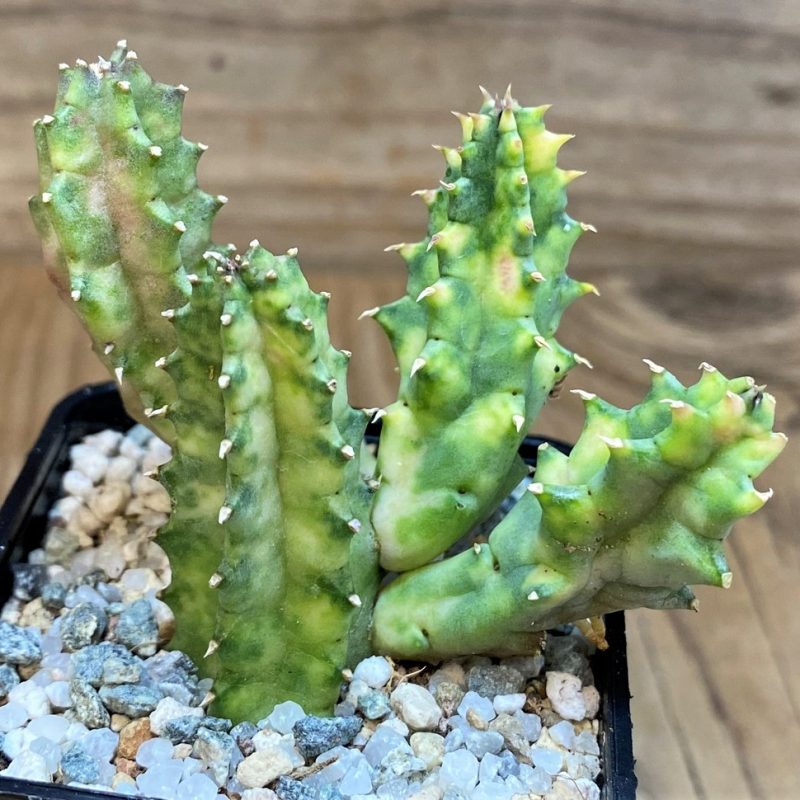 SH27519 Huernia zebrina f. variegata