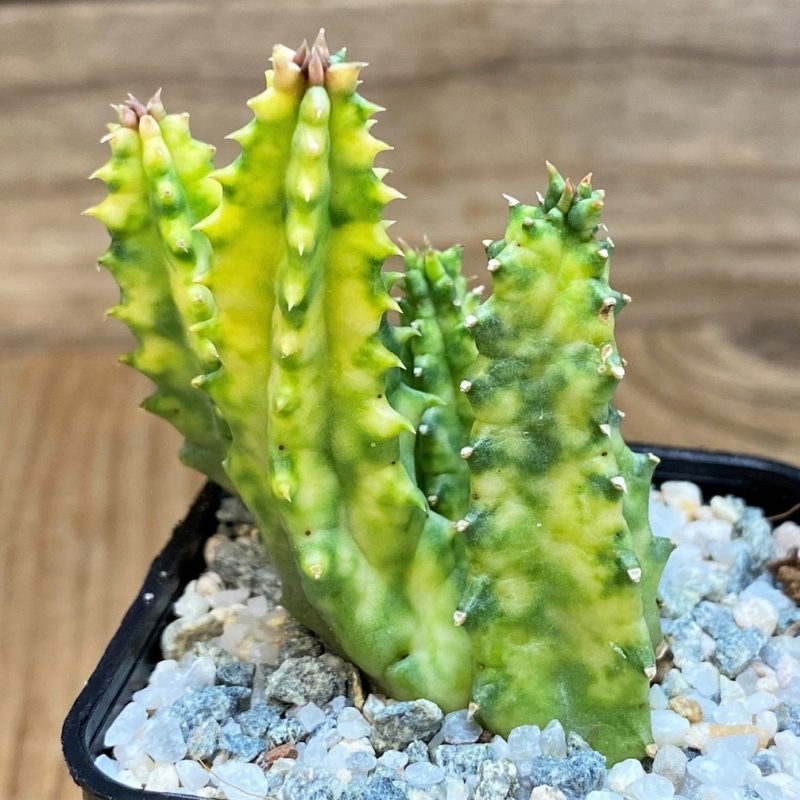 SH27520 Huernia zebrina f. variegata