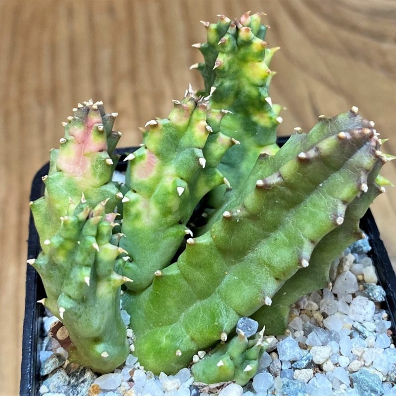 SH27521 Huernia zebrina f. variegata