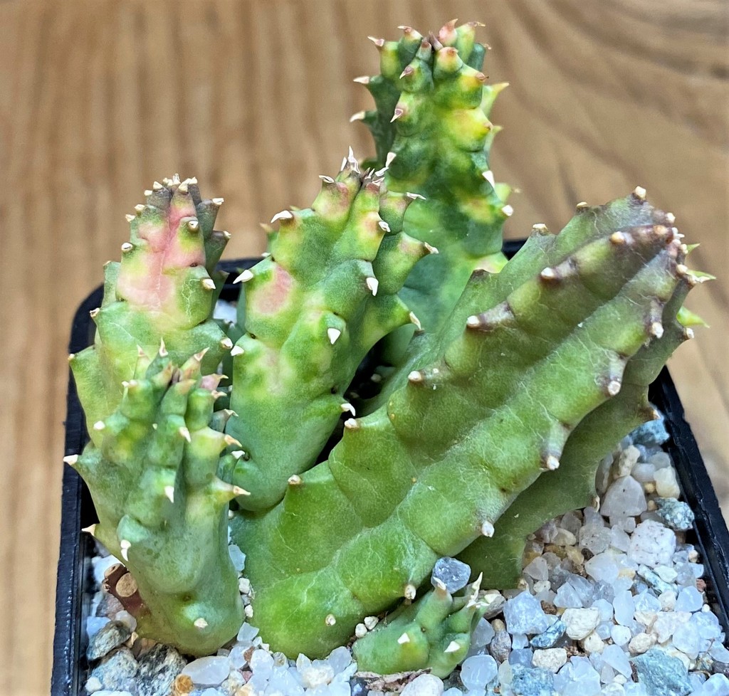SH27521 Huernia zebrina f. variegata
