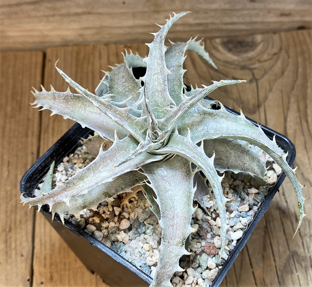 SH27522 Dyckia hybrid - Image 2