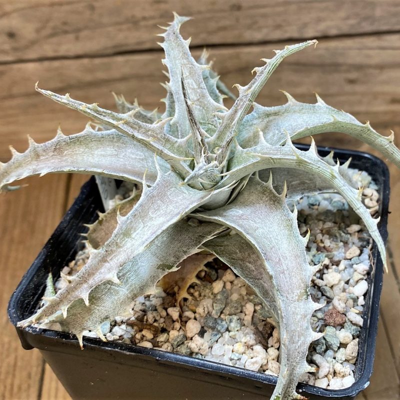 SH27522 Dyckia hybrid