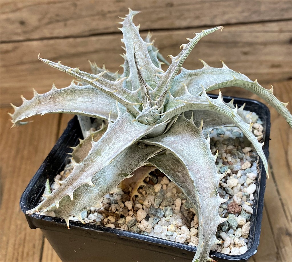 SH27522 Dyckia hybrid
