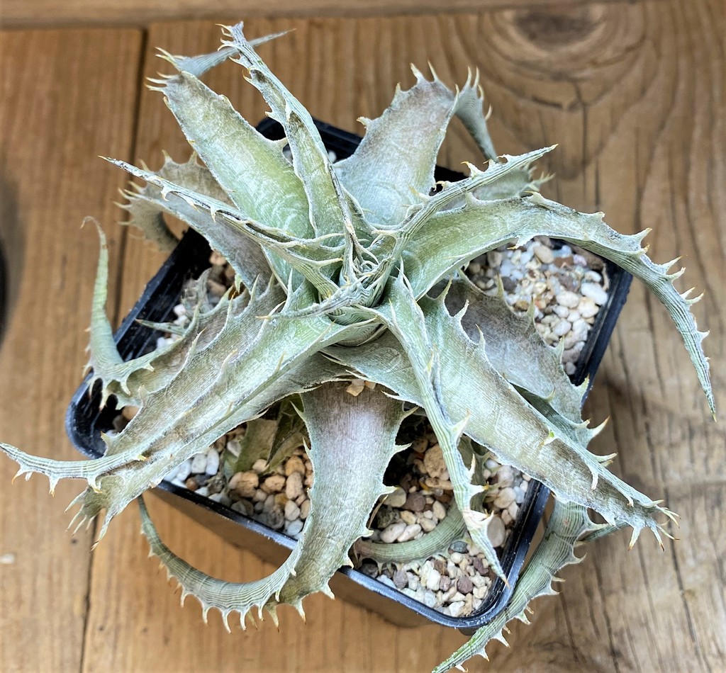 SH27523 Dyckia hybrid - Image 2