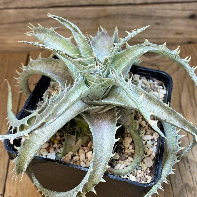 SH27523 Dyckia hybrid