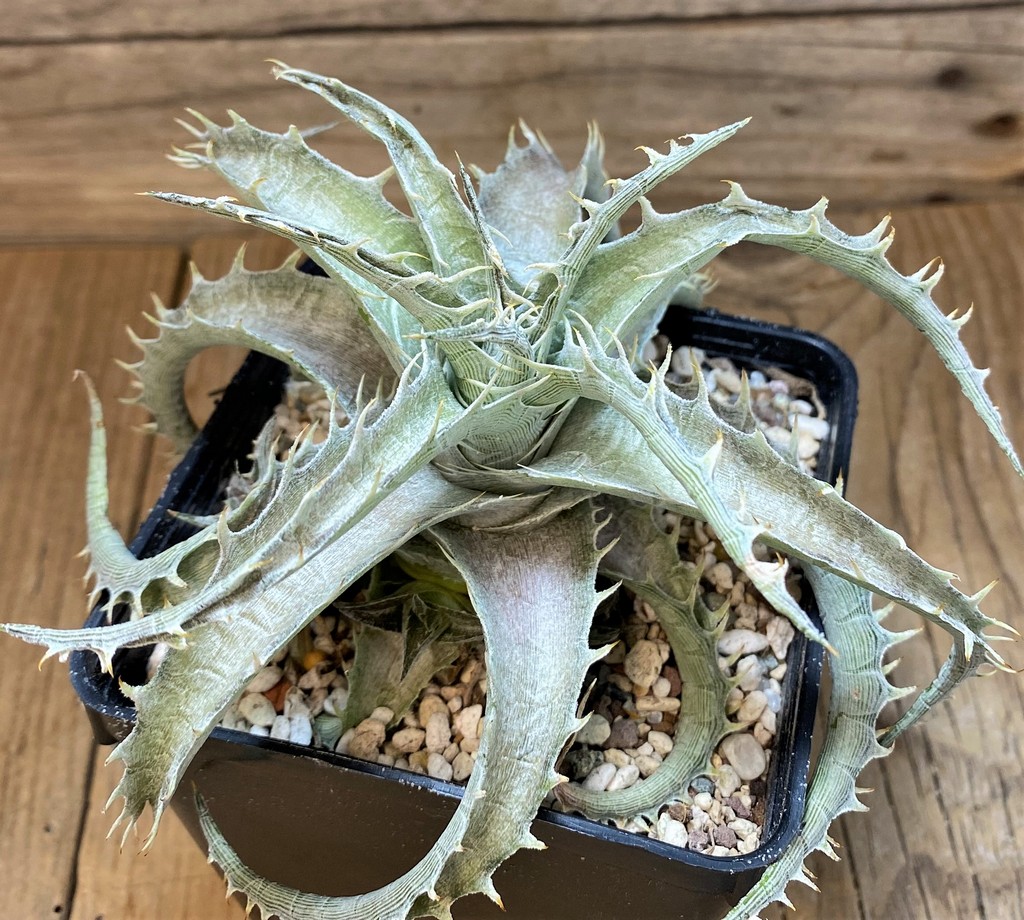 SH27523 Dyckia hybrid