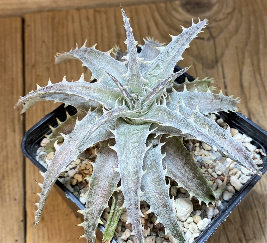 SH27524 Dyckia hybrid - Image 2