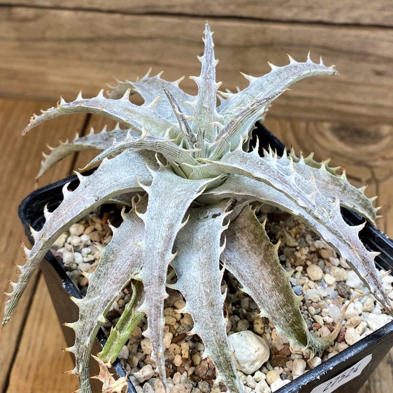 SH27524 Dyckia hybrid