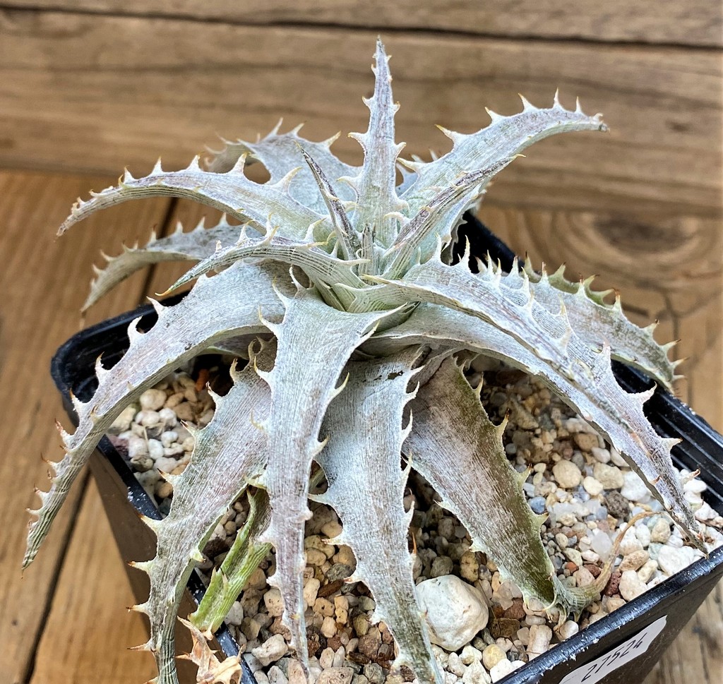 SH27524 Dyckia hybrid
