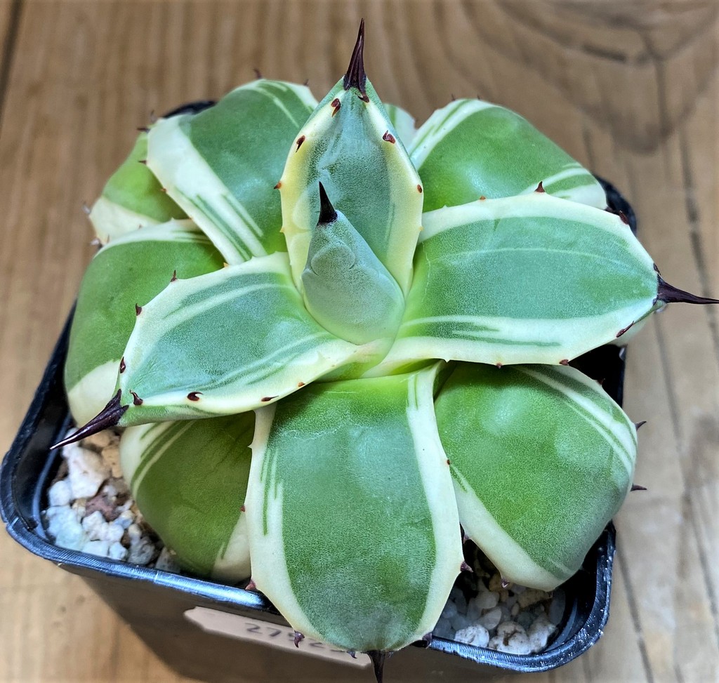 SH27525 Agave patonii f. variegata - Image 2