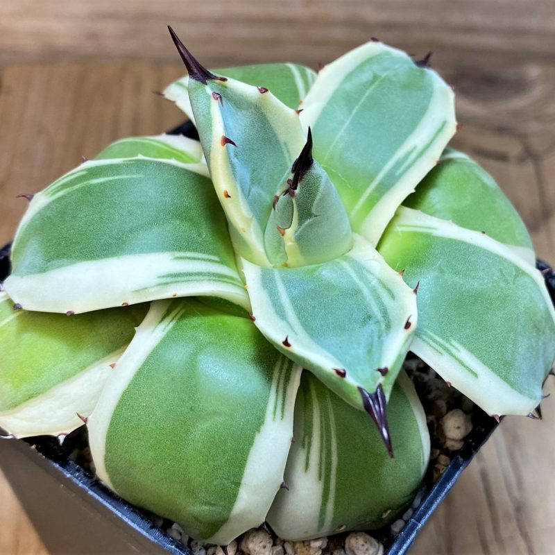 SH27525 Agave patonii f. variegata